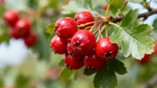 Hawthorn Berry: A Natural Ally for Heart Health?